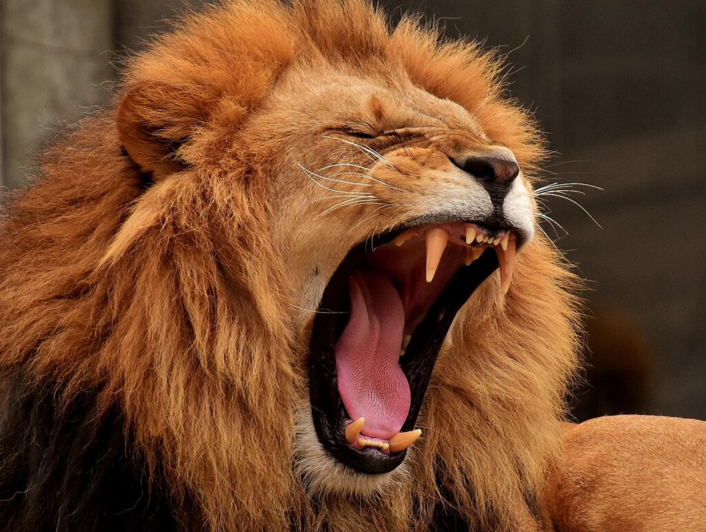 lion, predator, mane, big cat, nature, yawning, roar